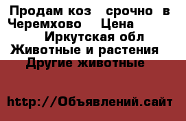 Продам коз   срочно  в Черемхово  › Цена ­ 16 000 - Иркутская обл. Животные и растения » Другие животные   